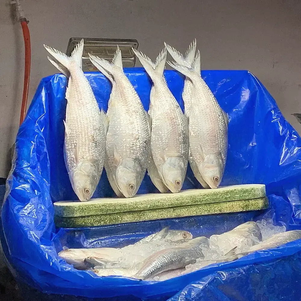 Frozen Hilsa Fish 800g