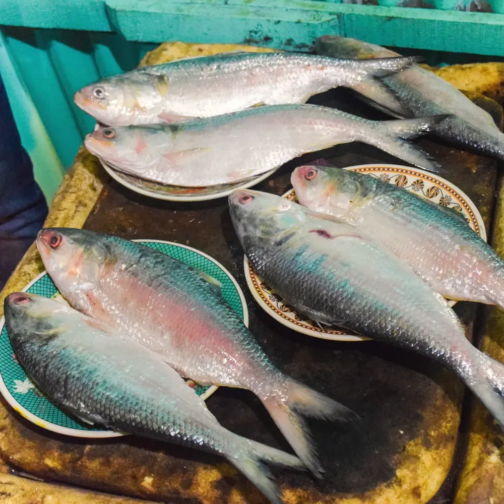 Frozen Hilsa Fish 3 Pieces 500-800g