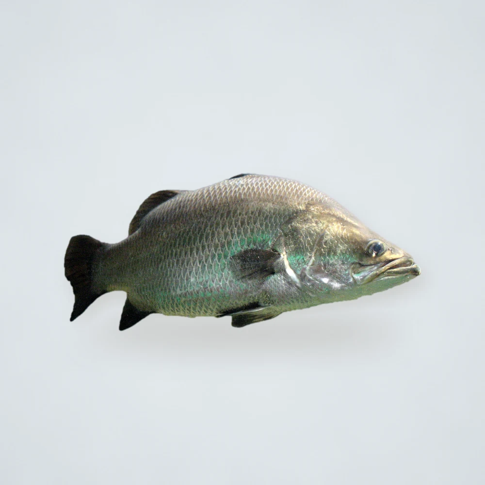 Frozen Koral (Bhetki / Barramundi) Fish