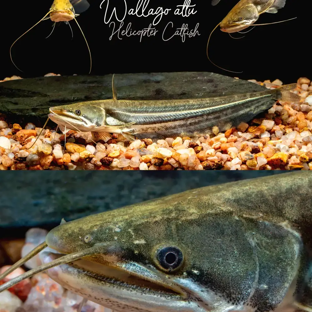 Frozen Boal Fish 6kg+