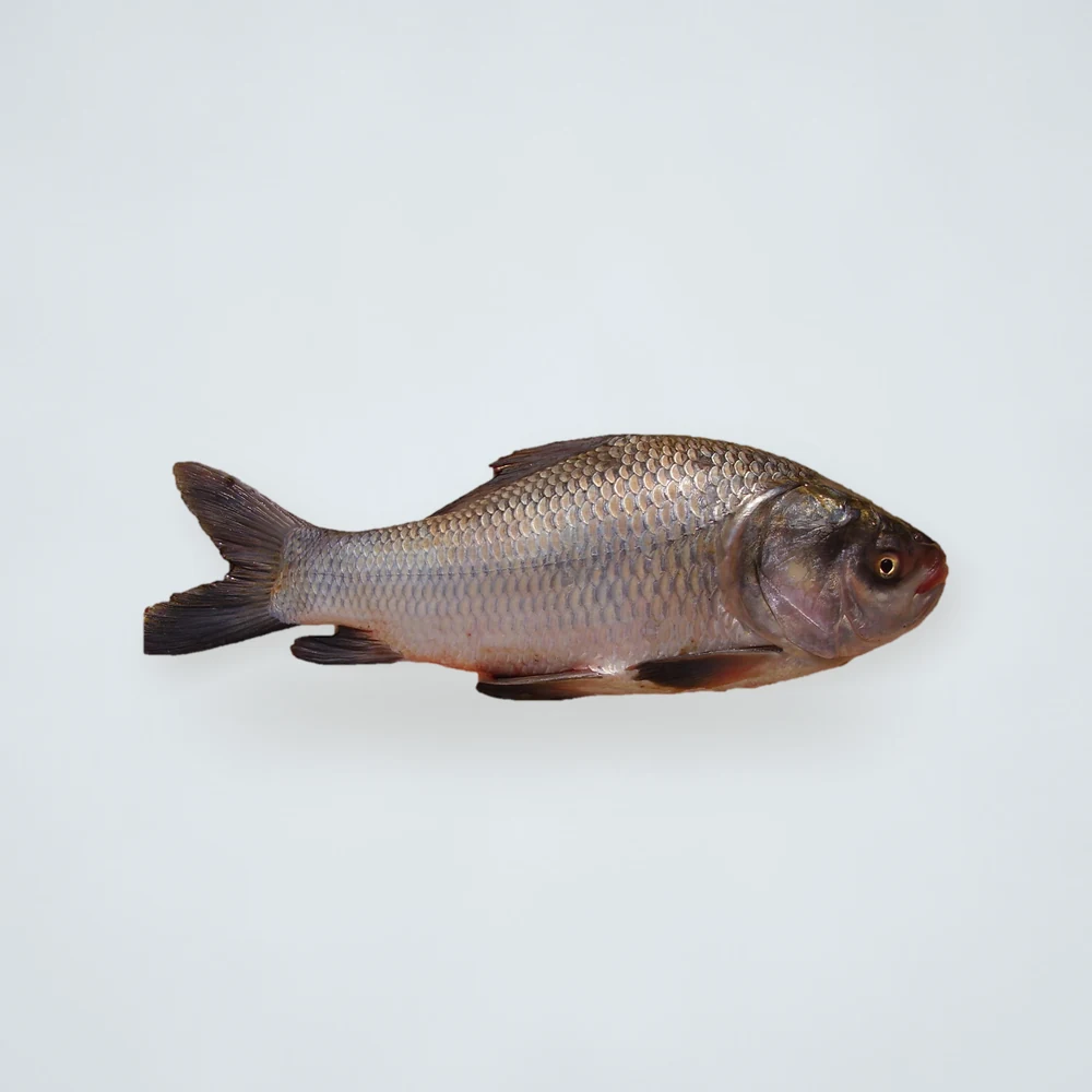 Frozen Katla Fish 5kg+