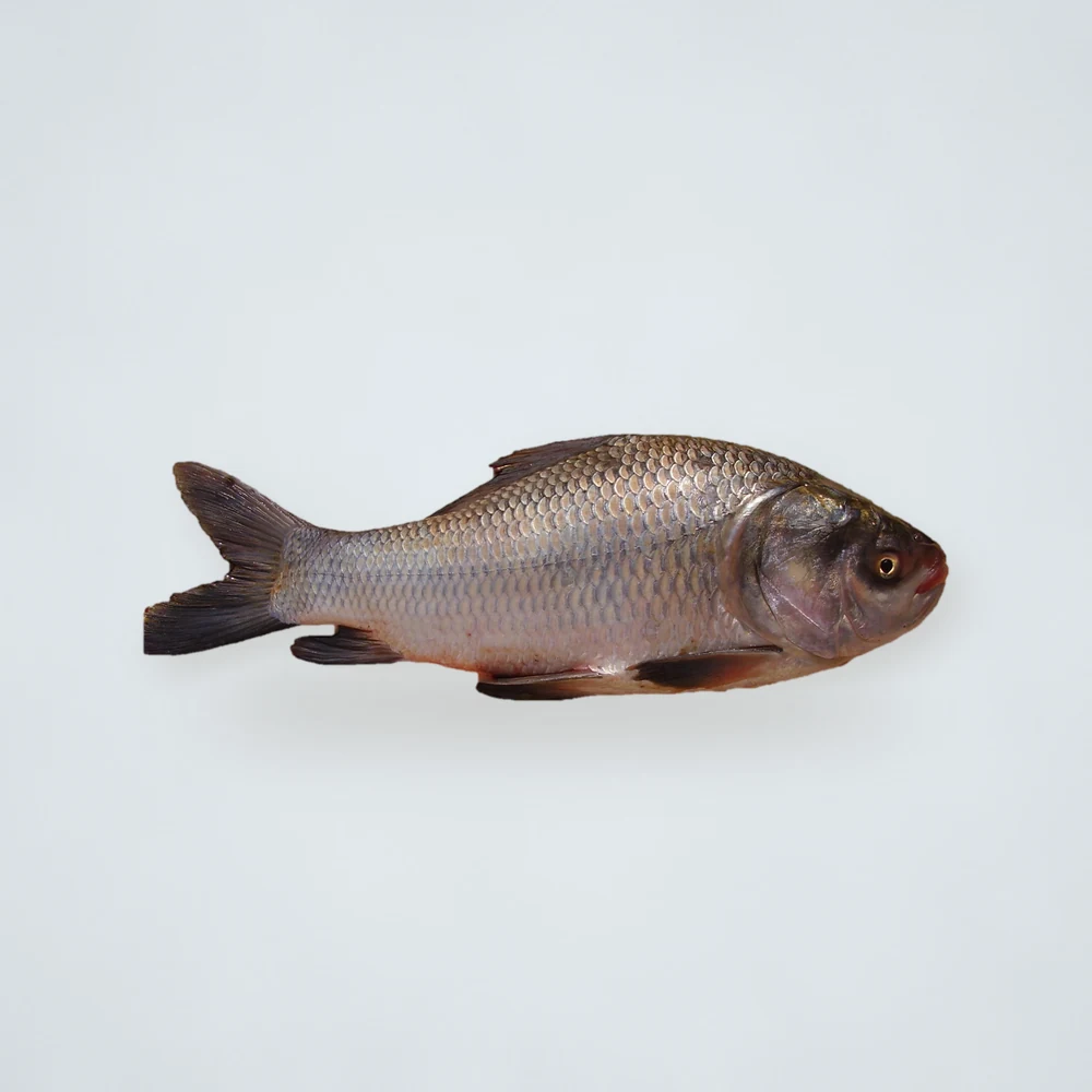 Frozen Katla Fish 7kg+
