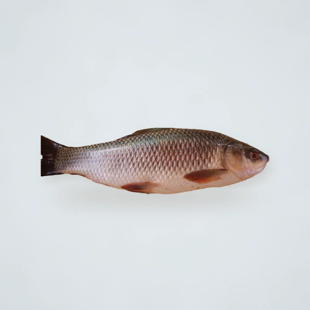 Frozen Rohu Fish 2kg+