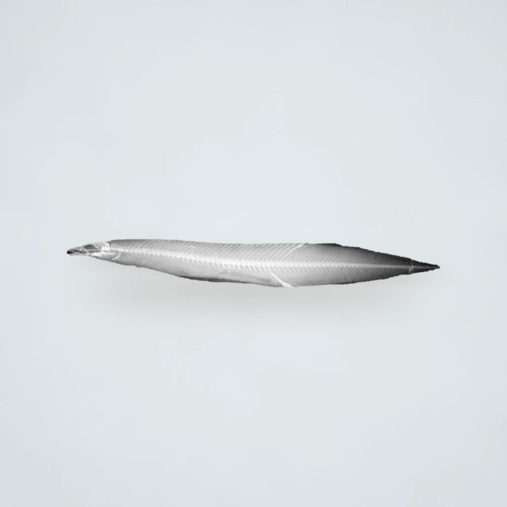 Frozen Long Baim (Zig-Zag Eel) Fish