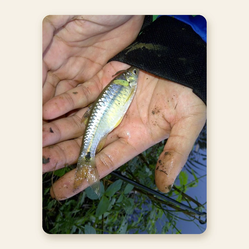 Frozen Puti Fish
