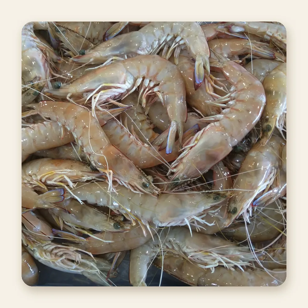 Frozen Horina Shrimp