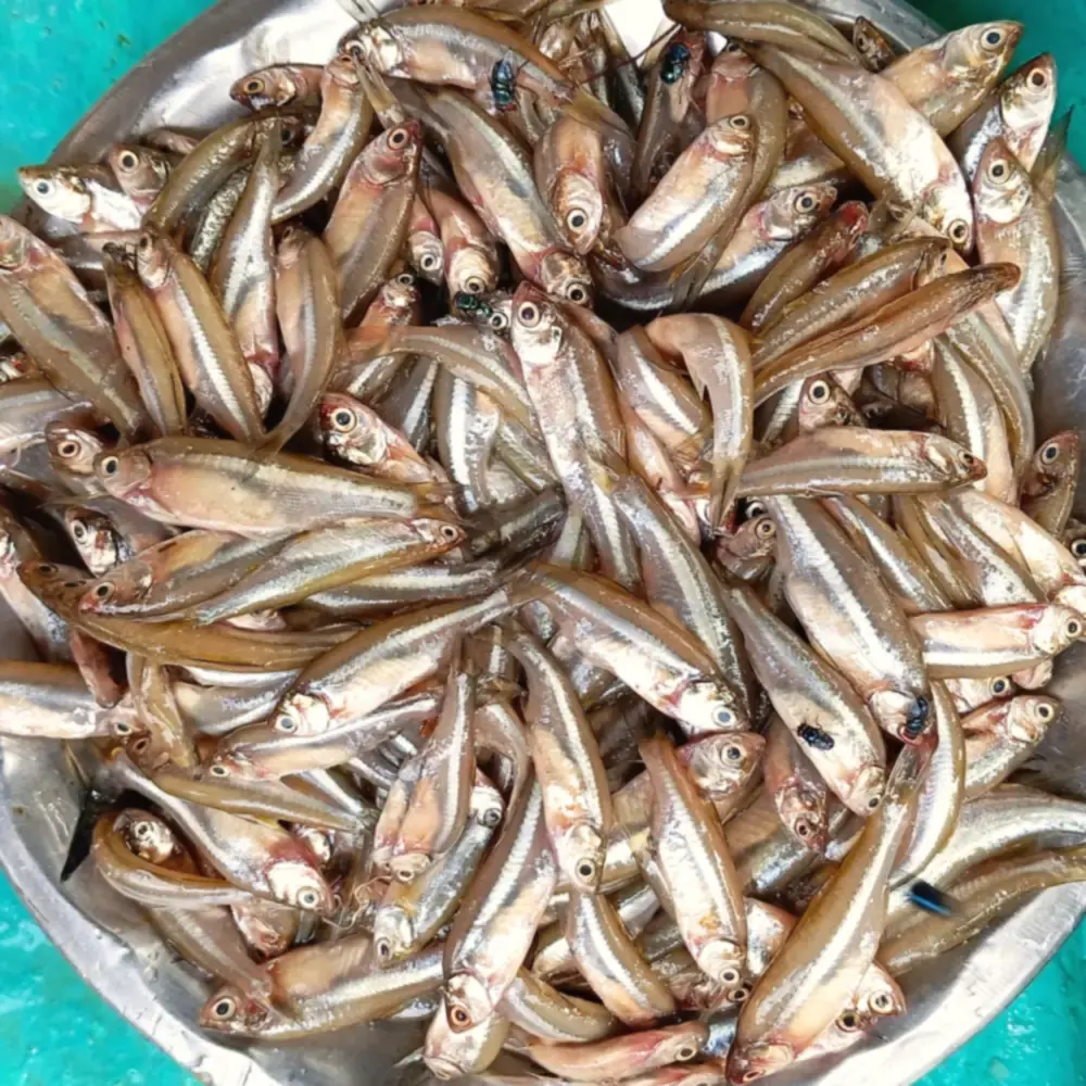 Frozen Moila Fish