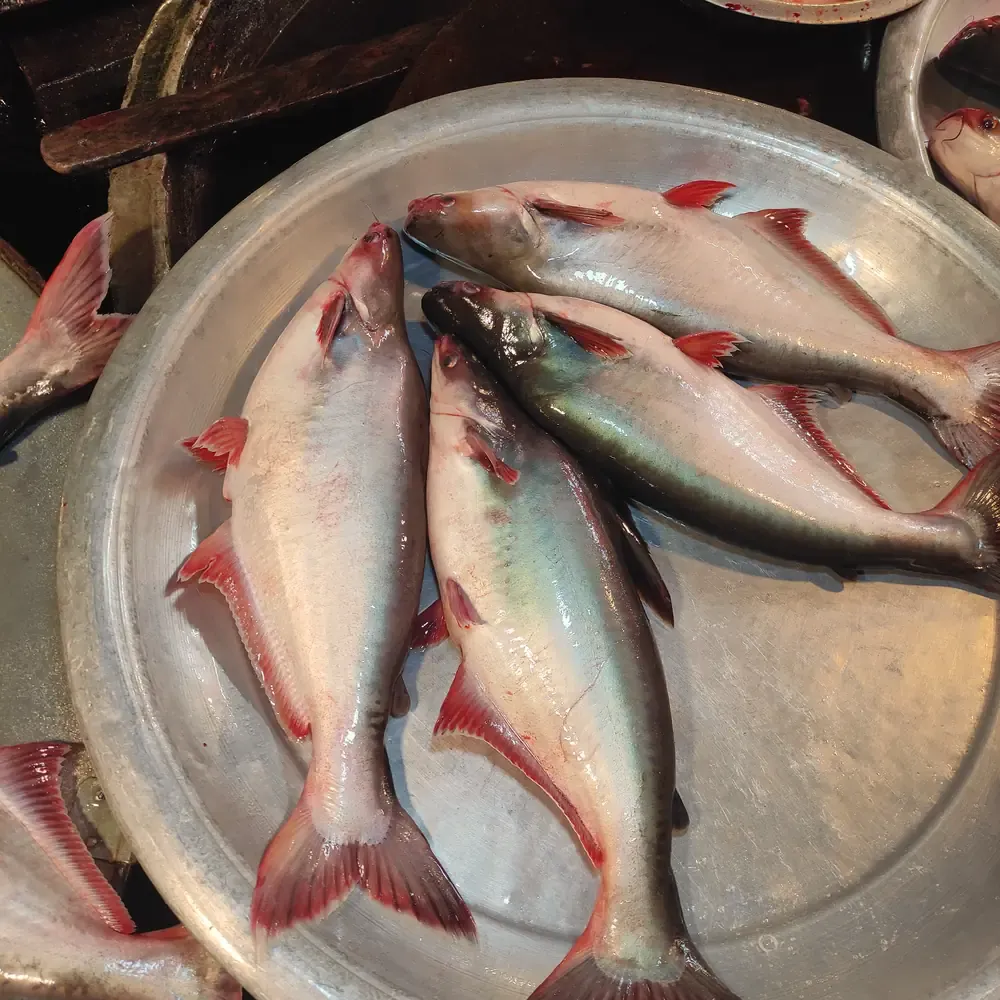 Frozen Panga Fish Block
