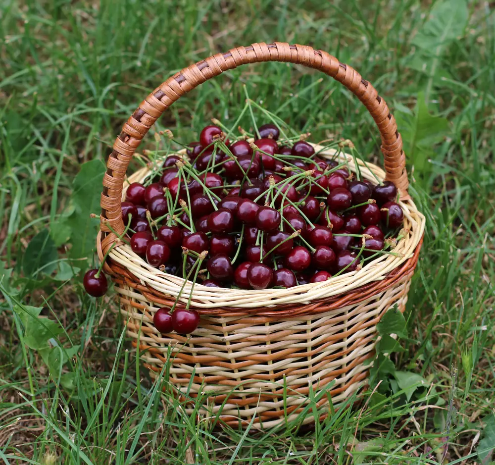 Cherries