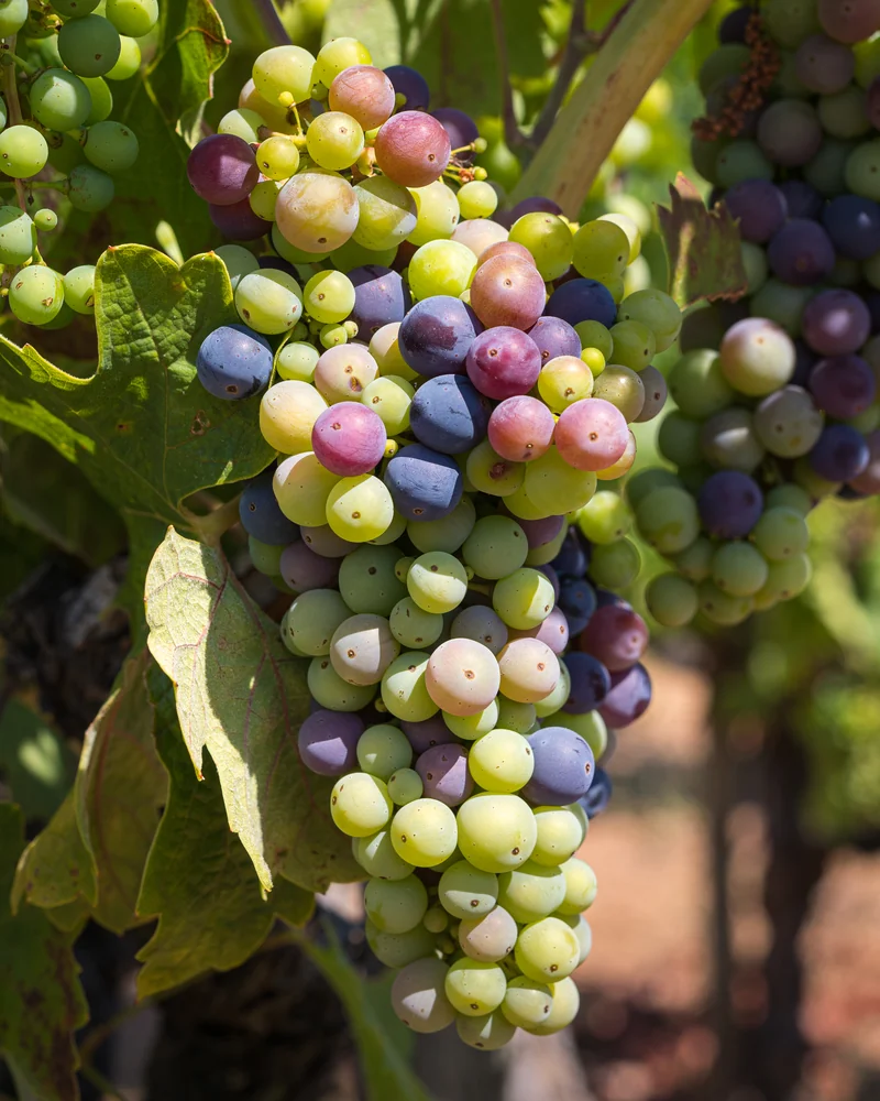 White Grapes