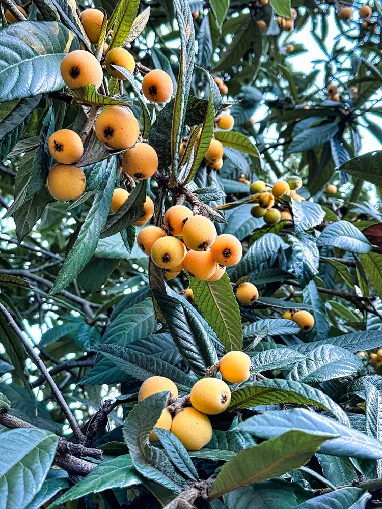Loquats (Medlar Fruit)