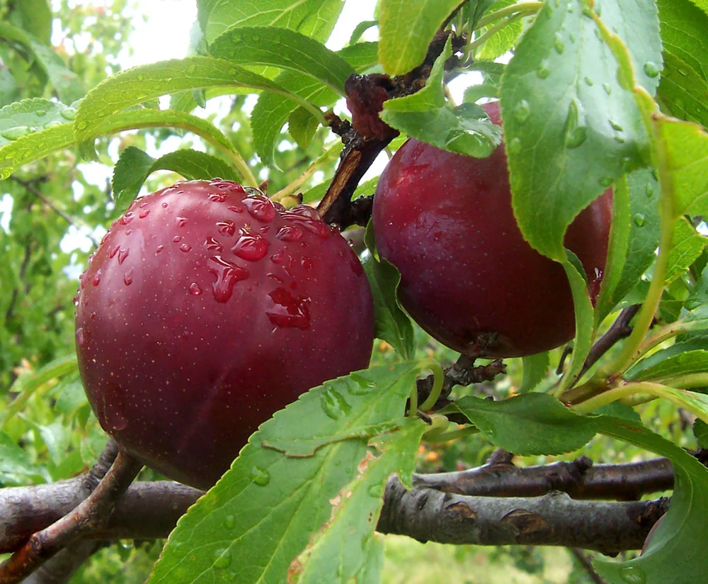 Plums (Pack)