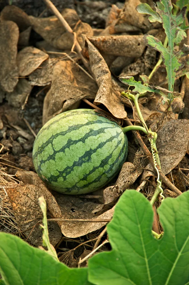 Turkish Watermelon
