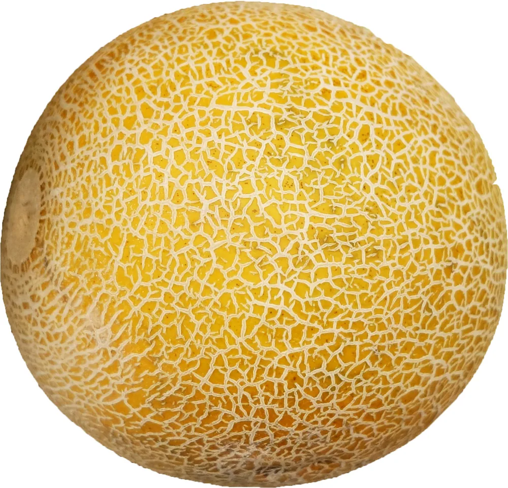 Galia Melon