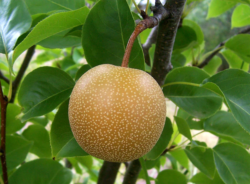 Nashi Pears