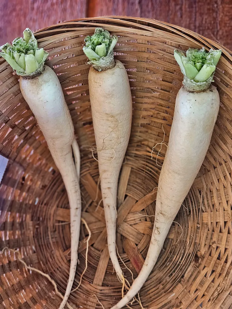 White Radish (Mooli)