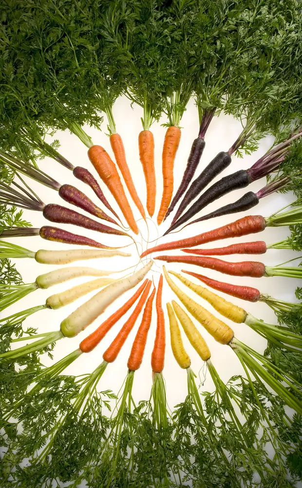 Winter Carrots