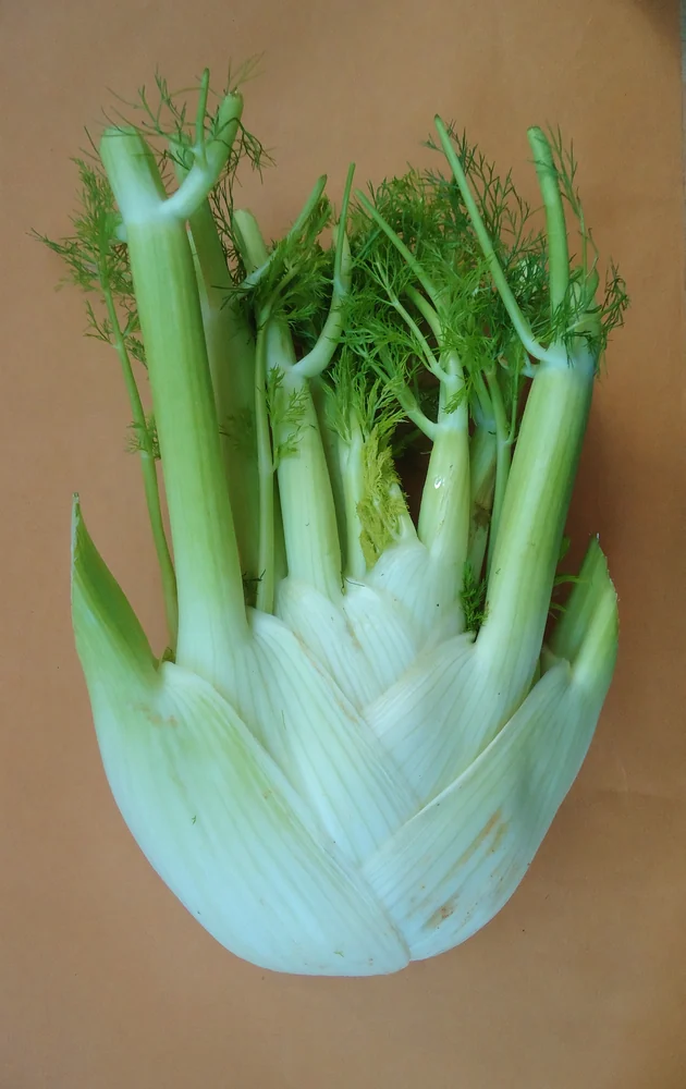 Fennel