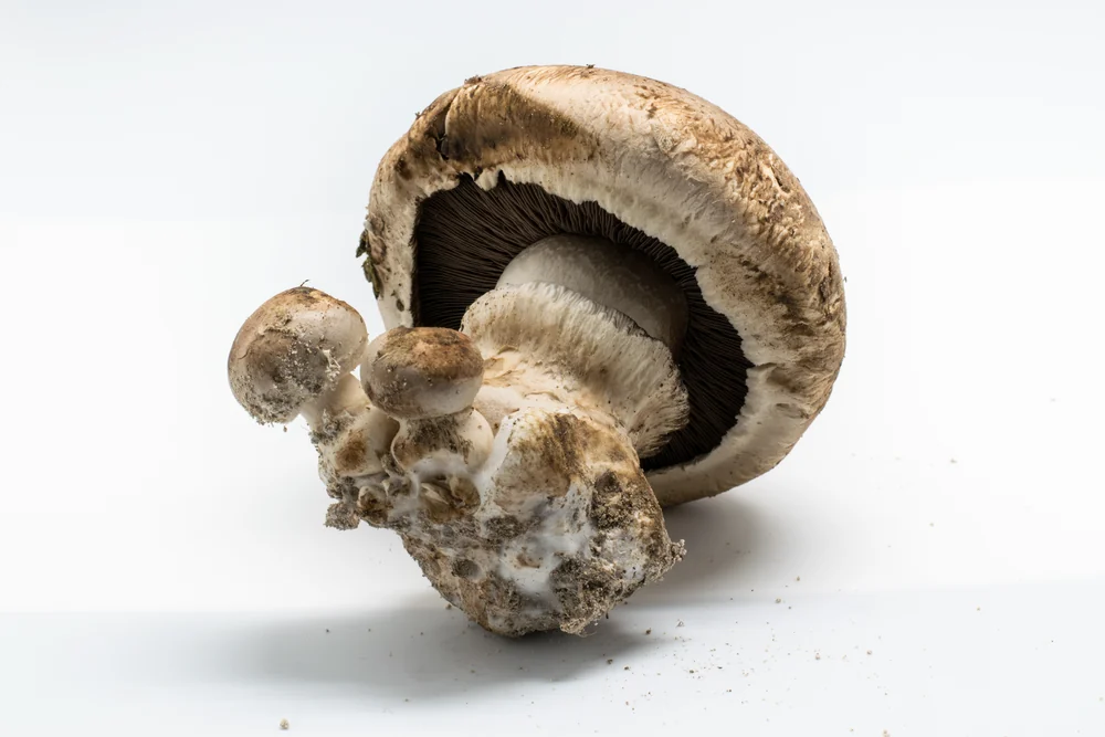 Chestnut Mushrooms 250g