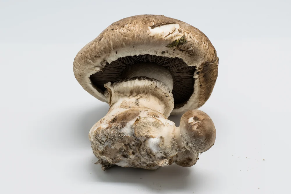 Portobello Mushrooms