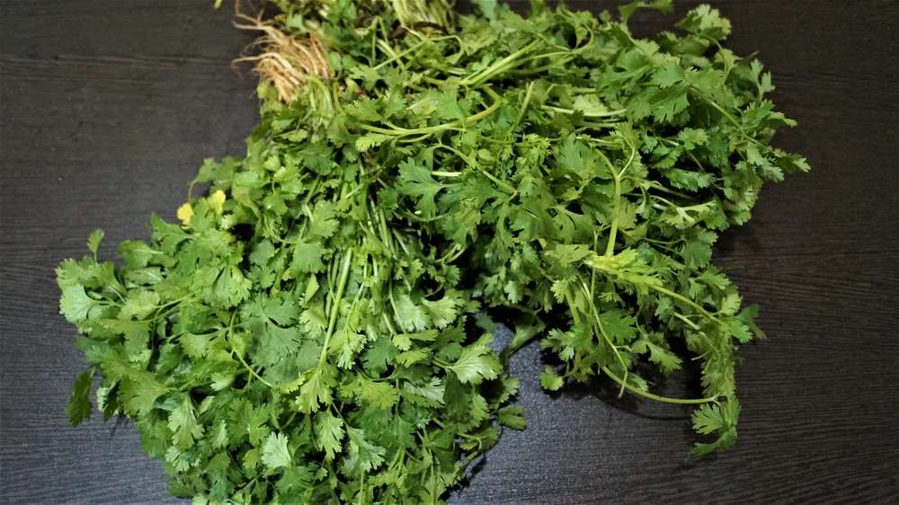 Fresh Coriander