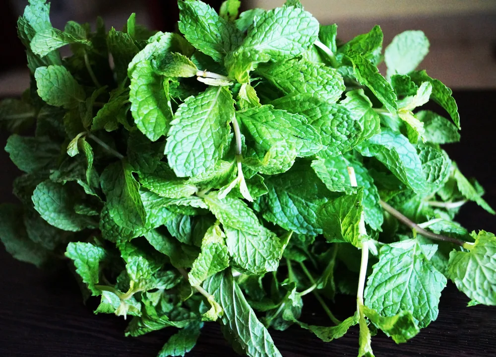 Fresh Mint