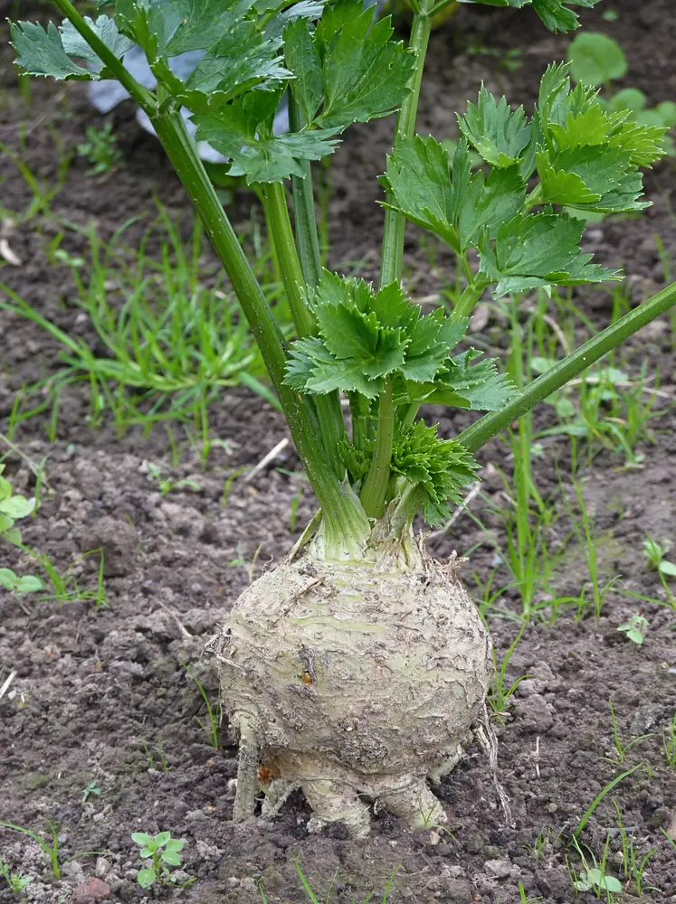 Celeriac