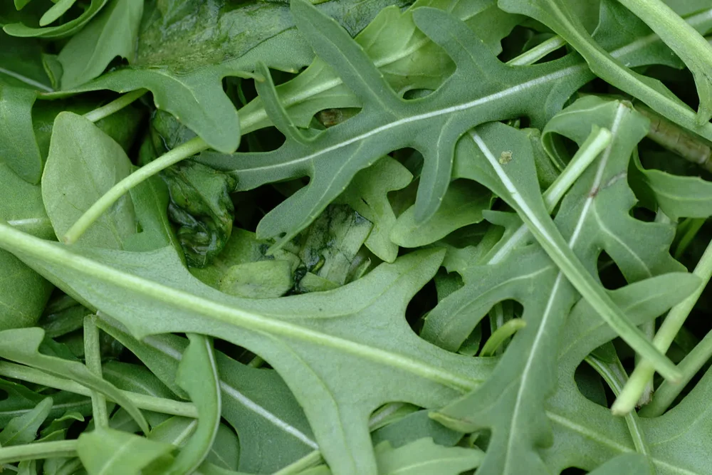 Rocket (Arugula) Tray
