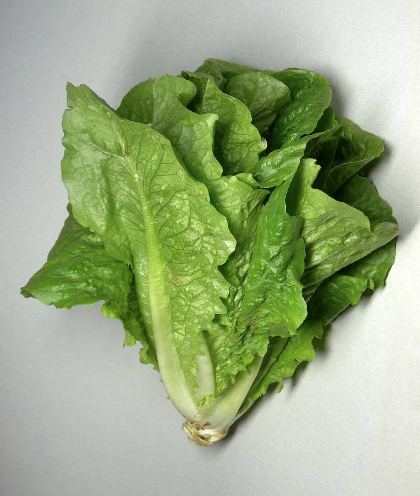 Butterhead Lettuce