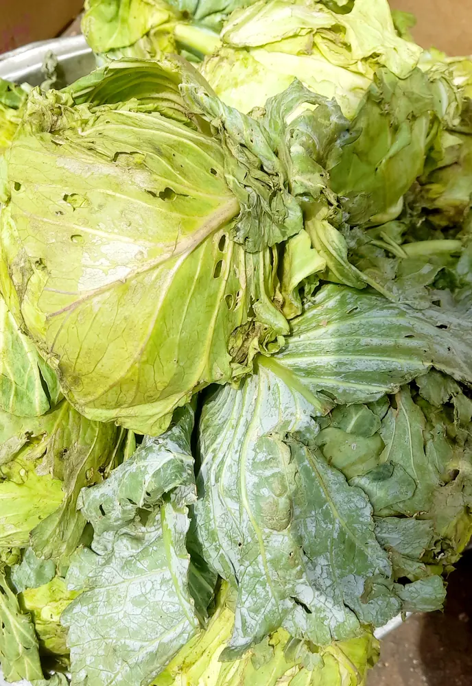 White Cabbage