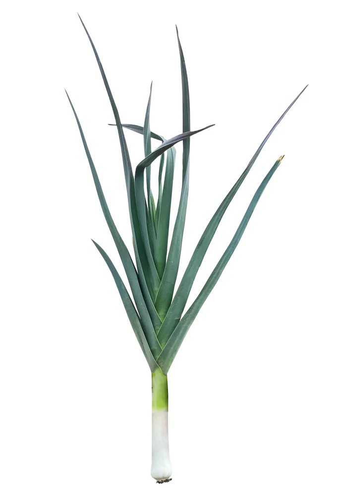 Leeks