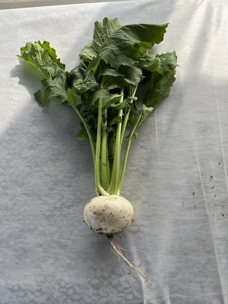 White Turnips