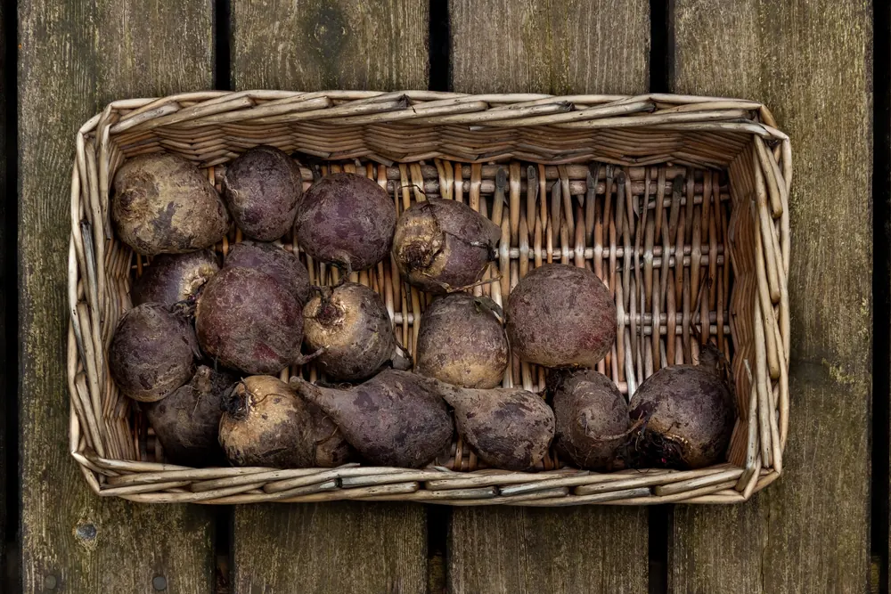 Beetroot