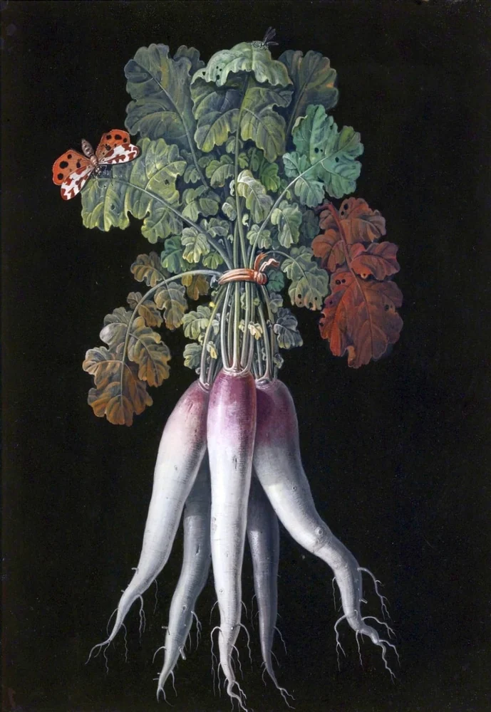 Radishes