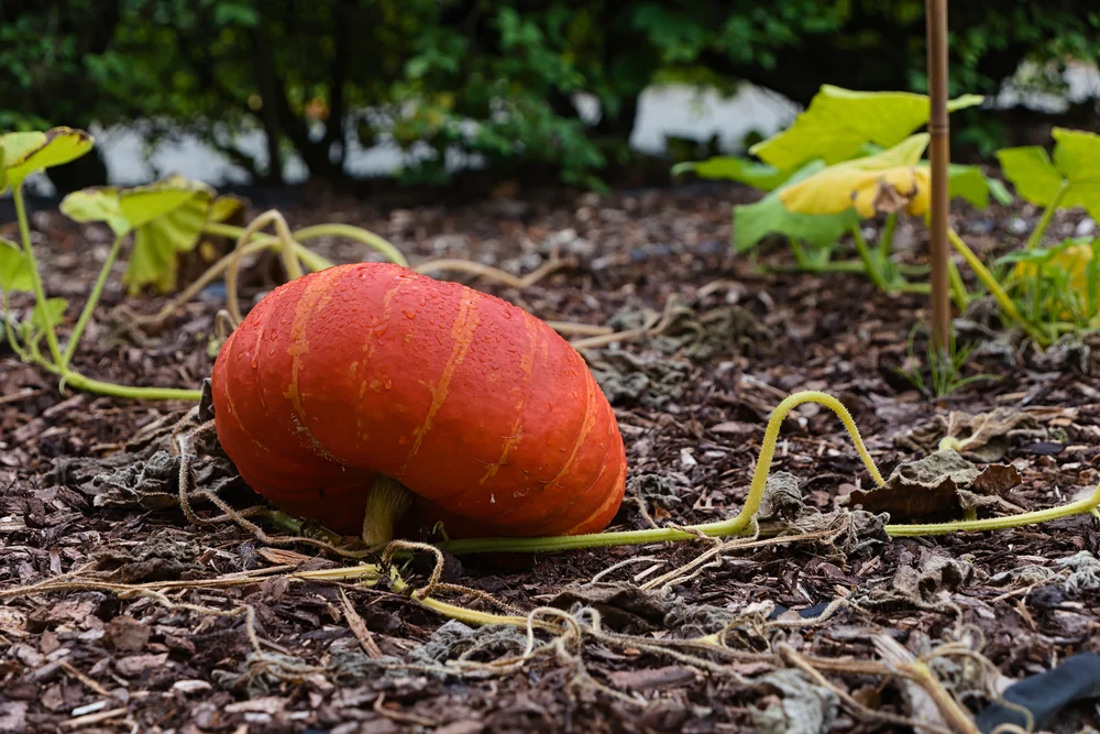Pumpkin