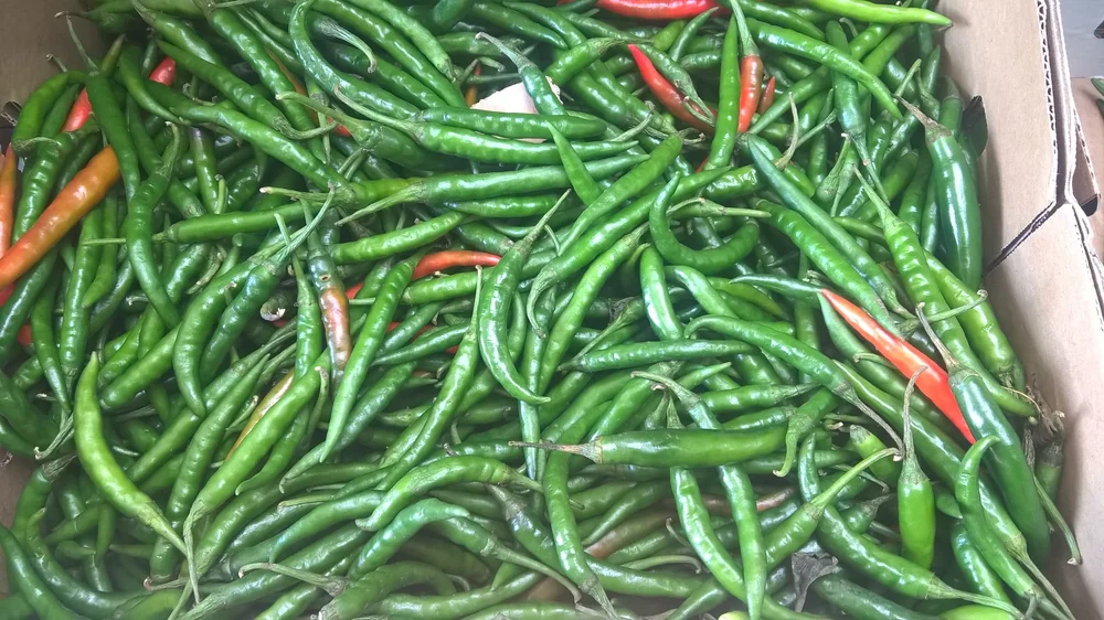 Green Hot Peppers