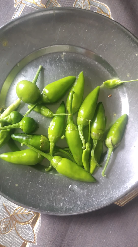 Green Chilli Peppers (Rapid)