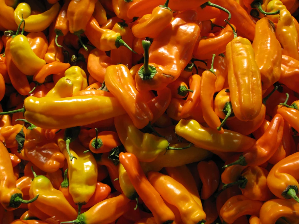Red Chilli Peppers (Rapid)