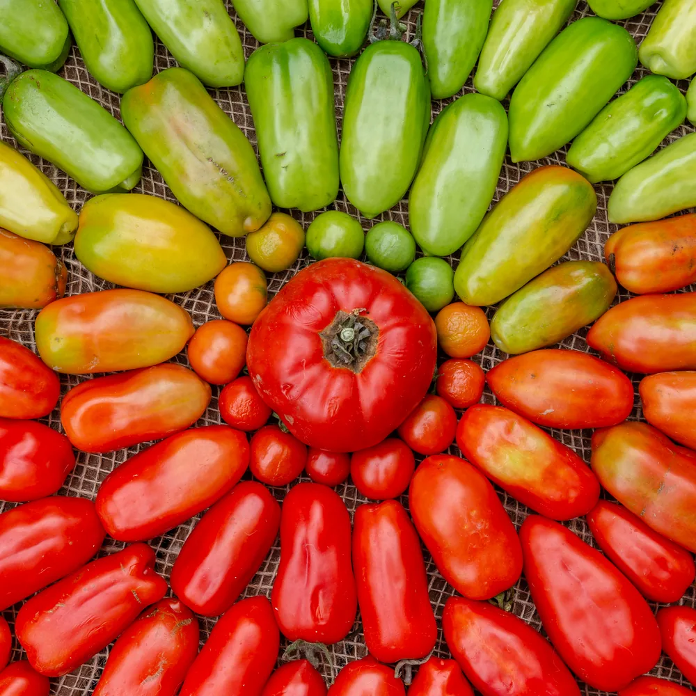 Pomodori Tomatoes