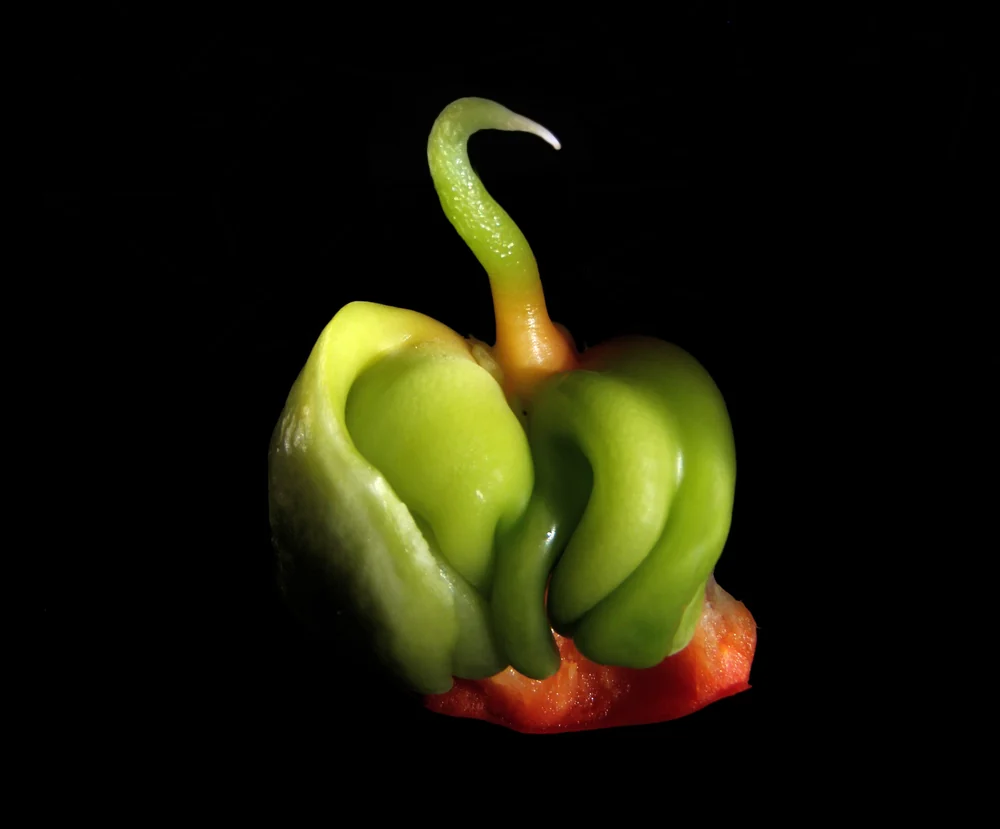 Green Bell Peppers