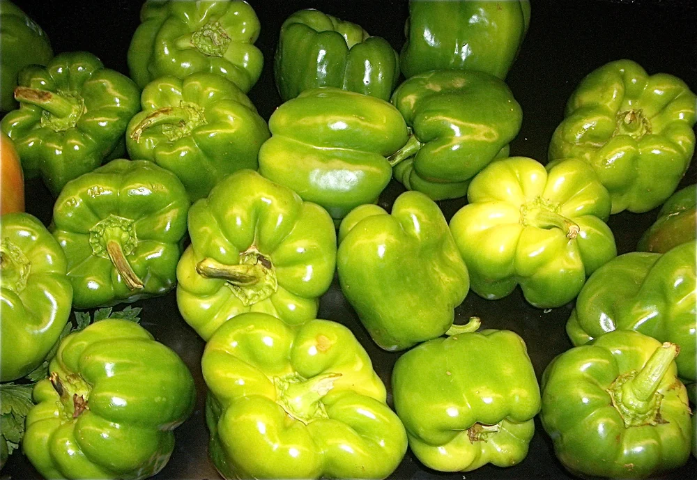 Green Pointed Peppers