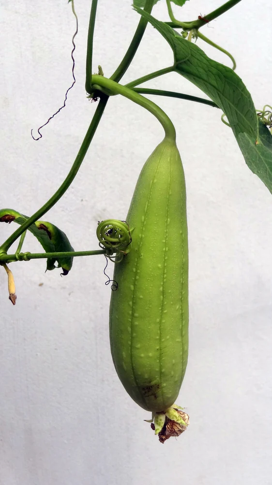 Mini Cucumbers