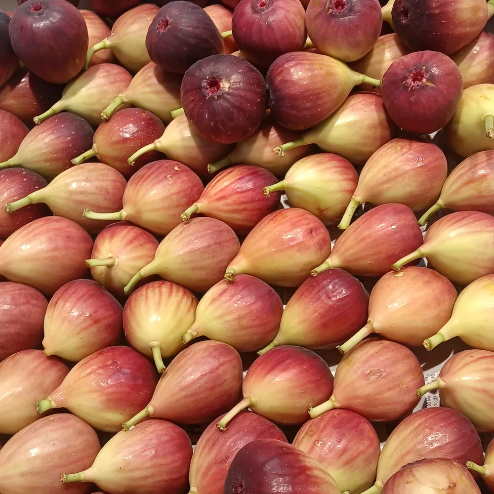 Fresh Figs