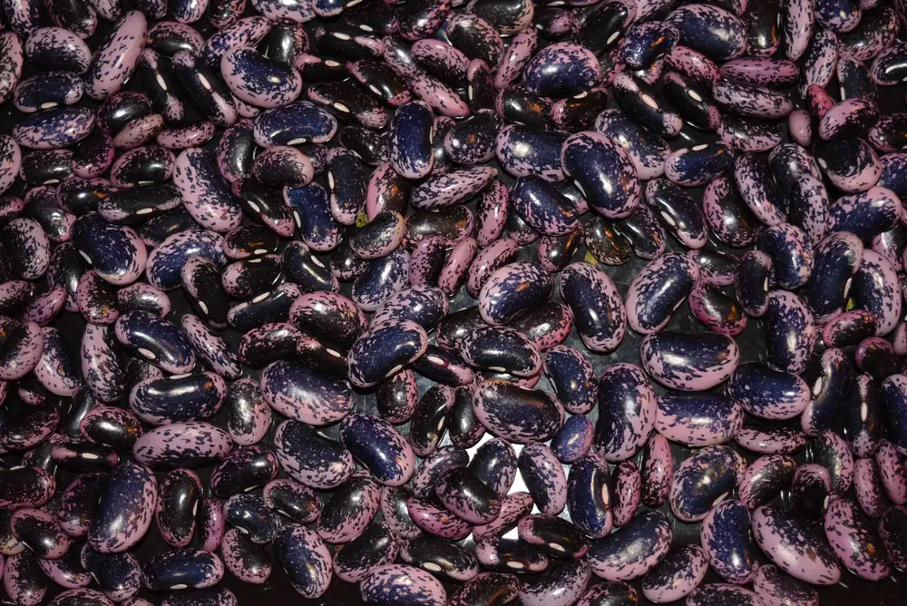 Runner Beans