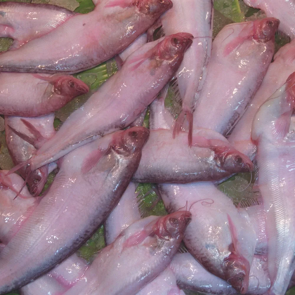 Frozen Pabda Fish Block