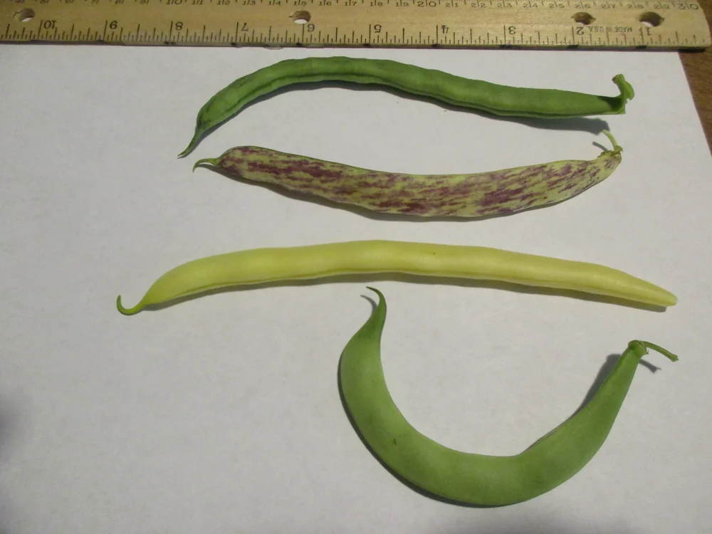 Green Beans