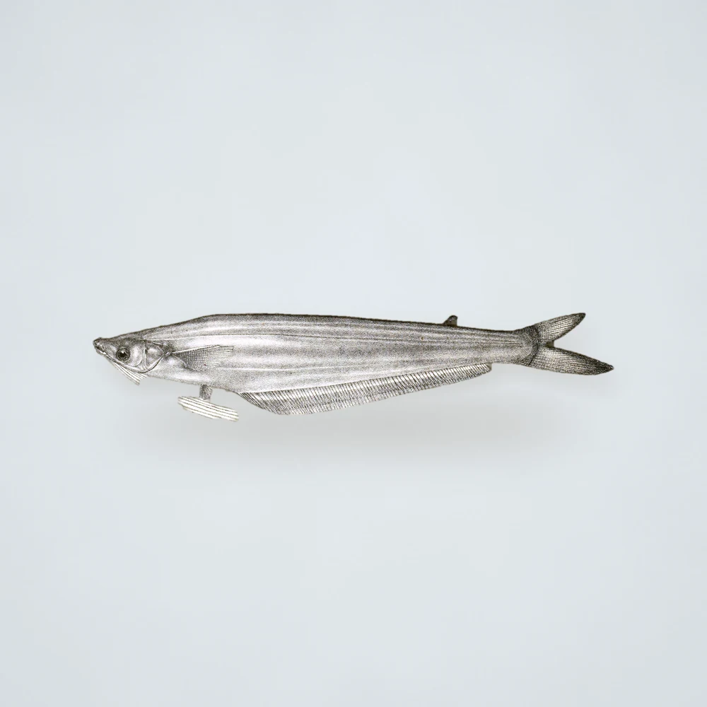 Frozen Baspata (Kajoli) Fish Block