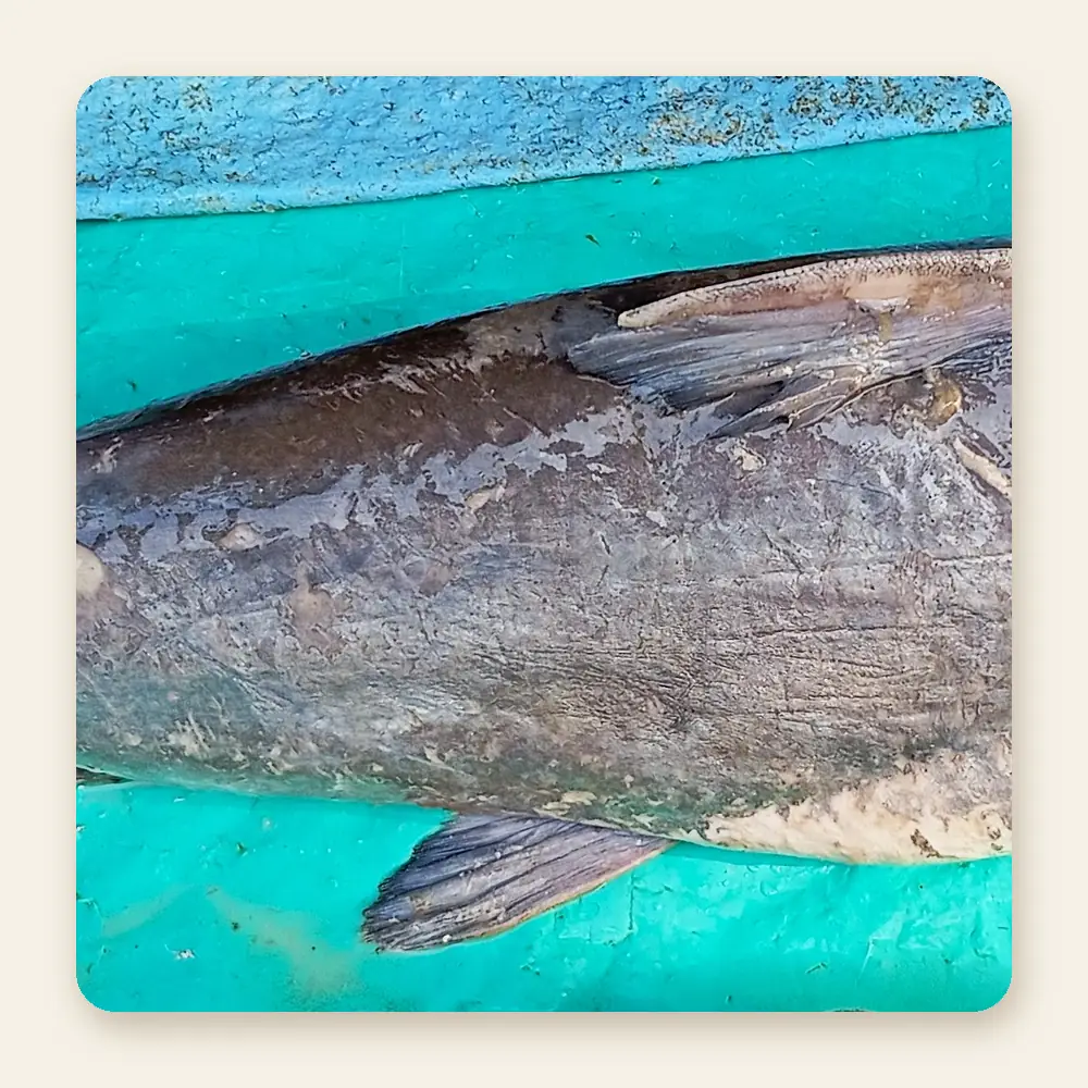 Frozen Ayer Fish Block
