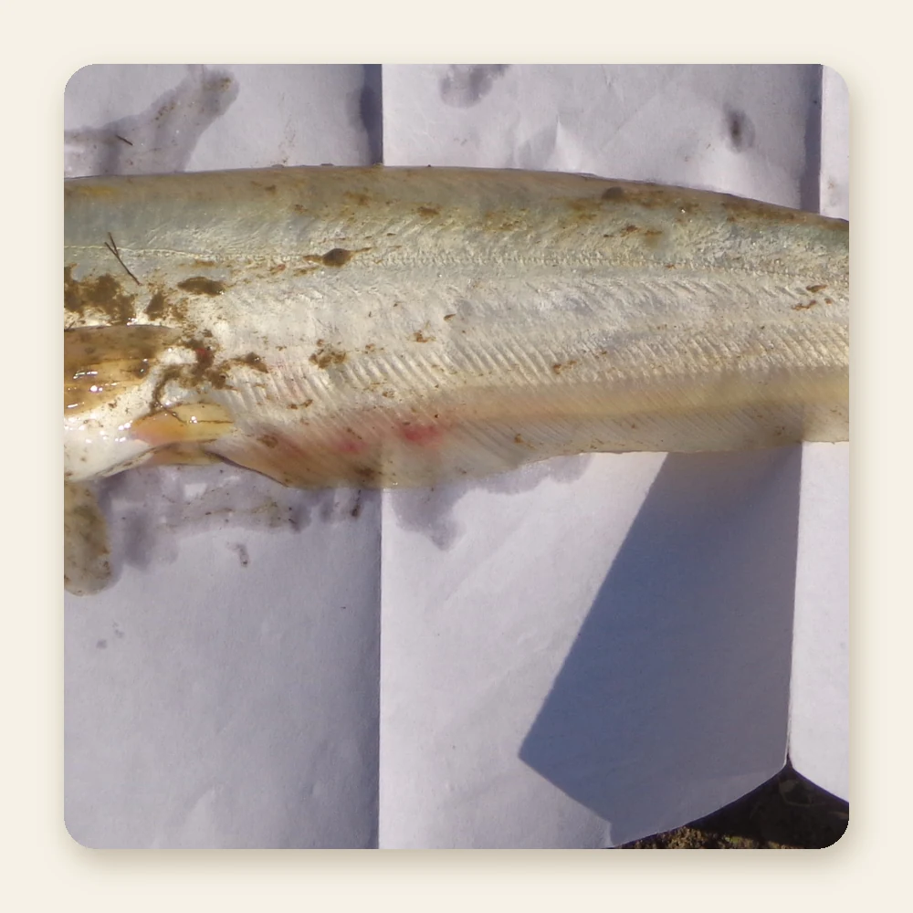Frozen Boal Fish Block