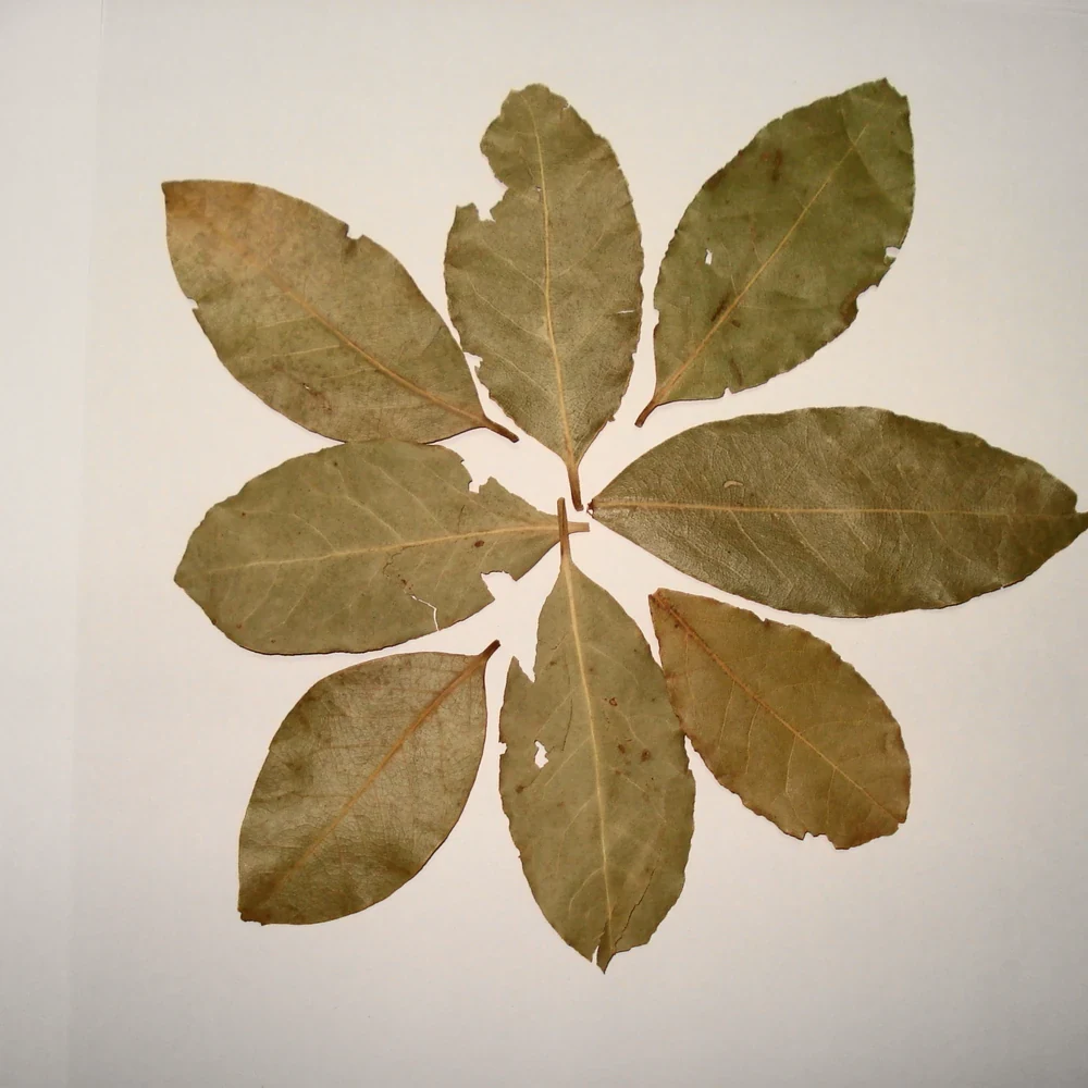 7 Days Bay Leaves (Tejpata)